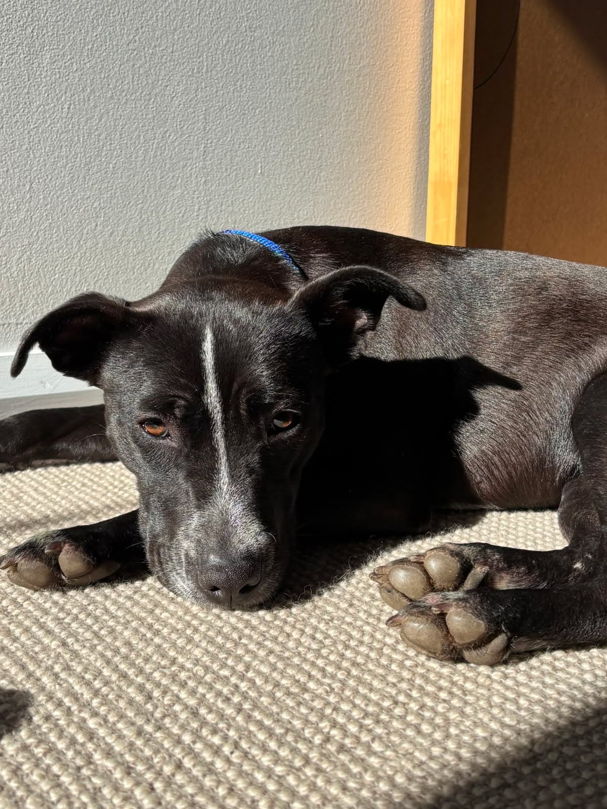 Ravioli - Cattle Dog X Staffy available for adoption at Monika's Doggie Rescue in Sydney