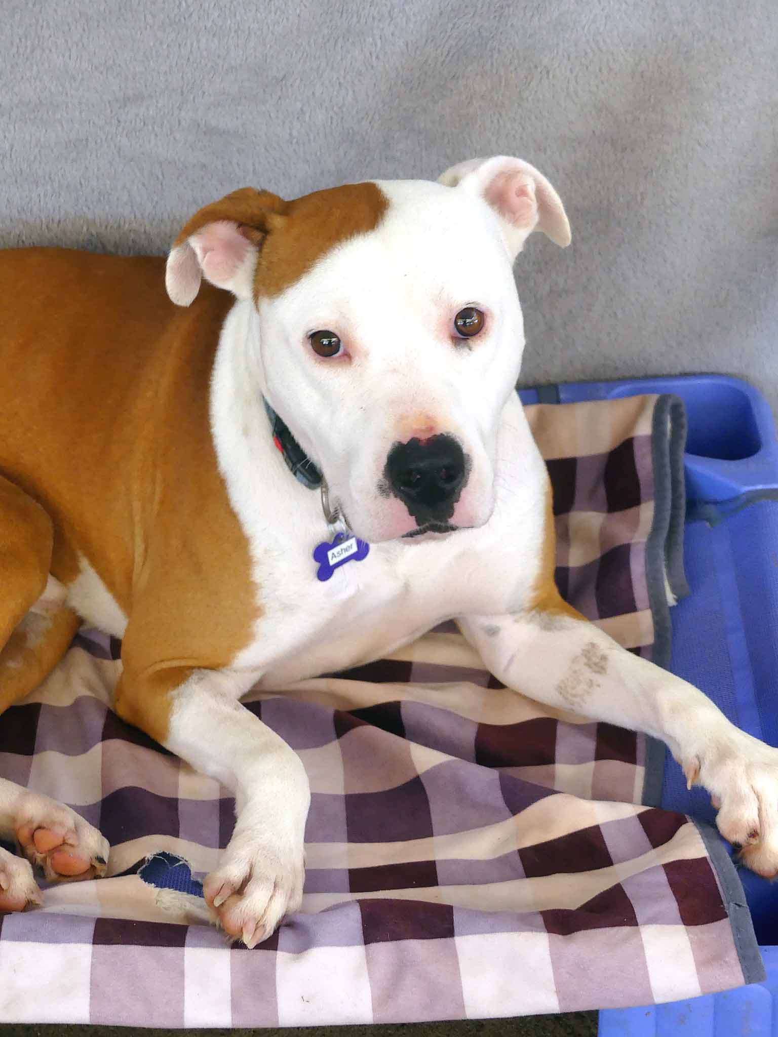 Asher - Staffy X available for adoption in Calgary