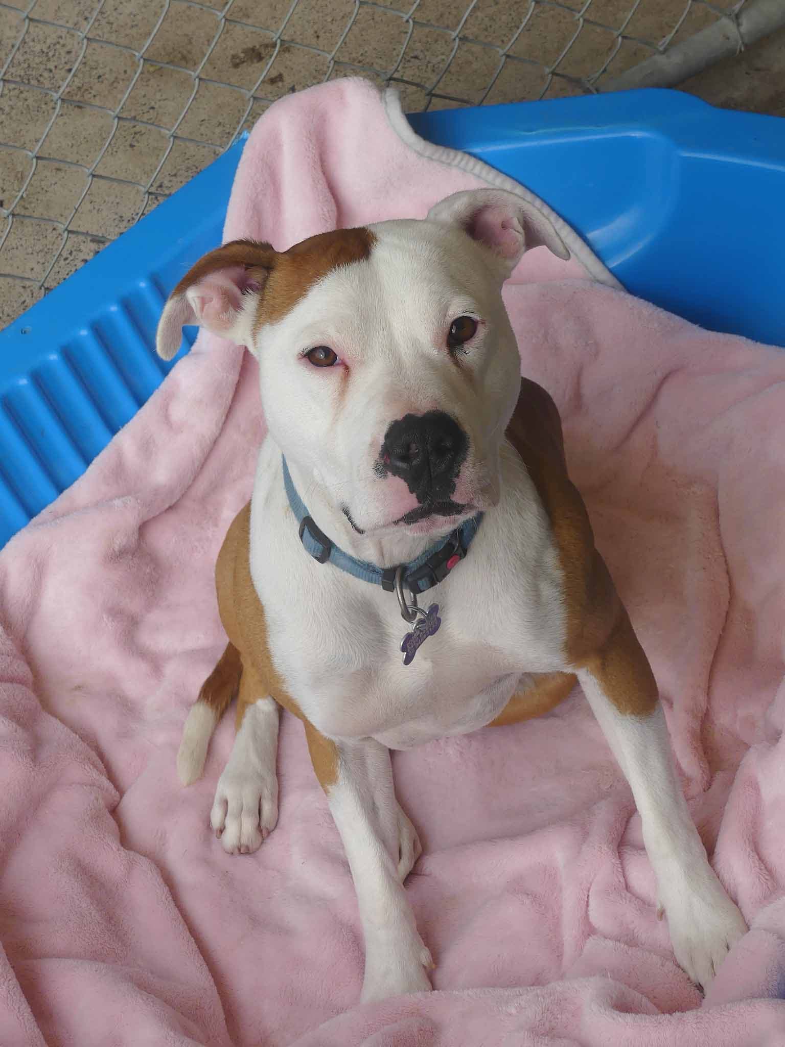 Asher - Staffy X available for adoption at Monika's Doggie Rescue in Sydney