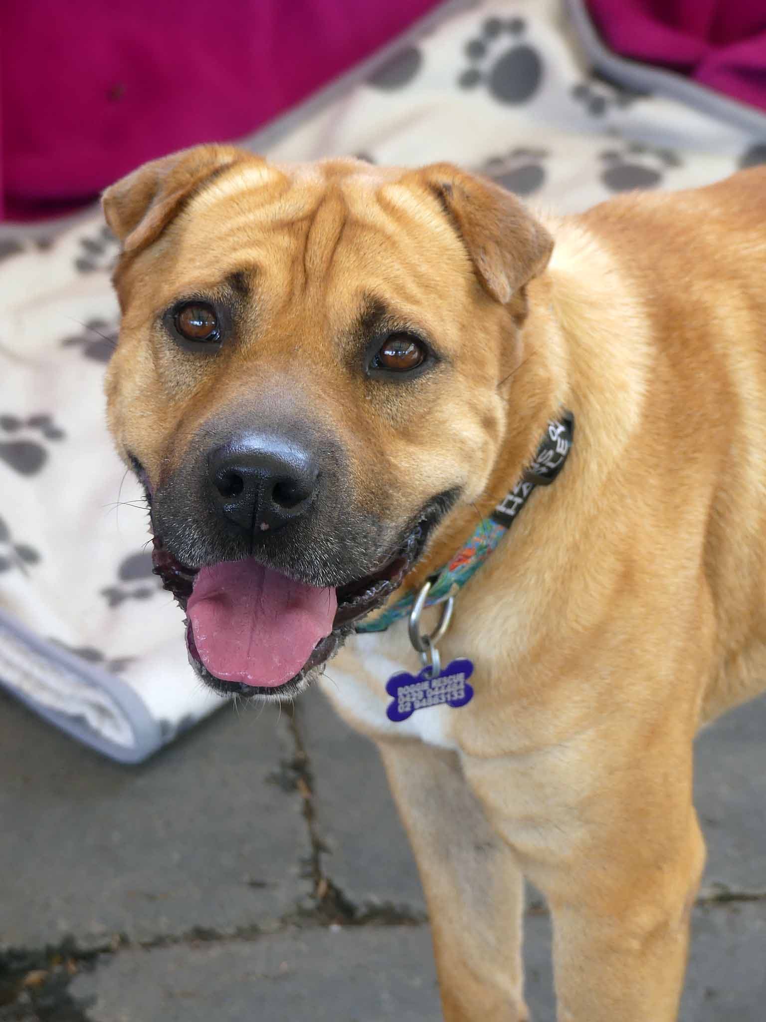 Gem - Labrador X Shar Pei available for adoption at Monika's Doggie Rescue in Calgary
