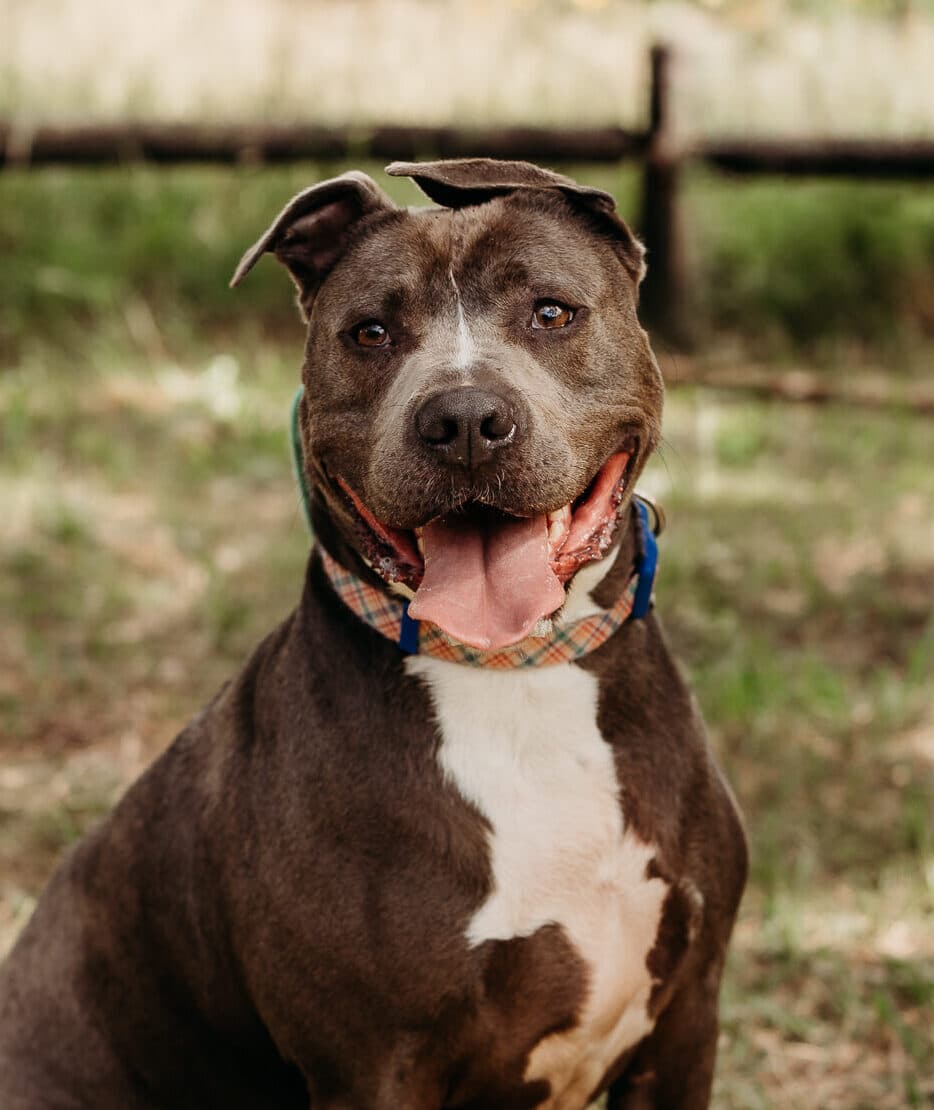 Riggs - American Staffy X available for adoption at Monika's Doggie Rescue in Calgary