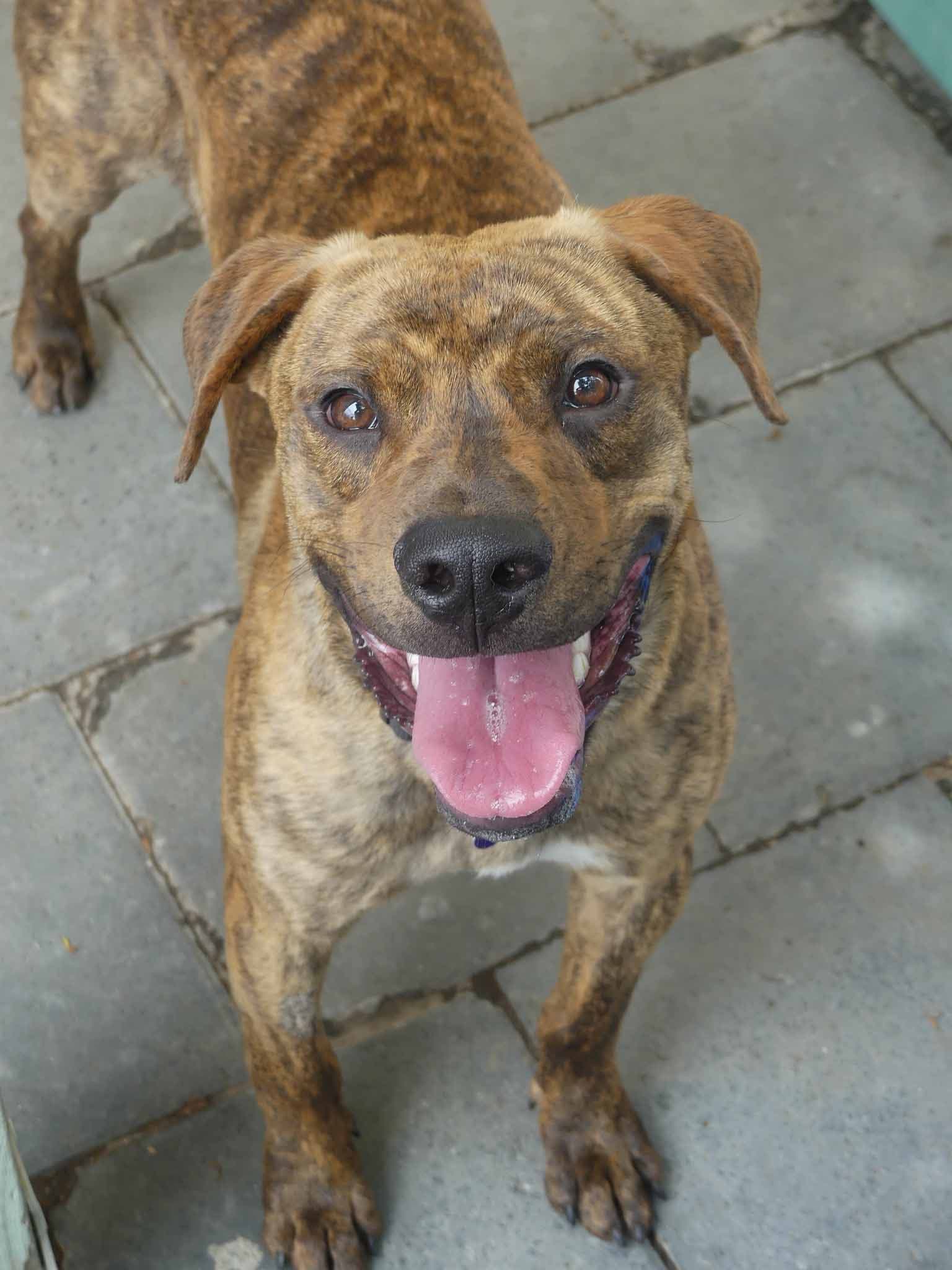 Sabre - Kelpie X available for adoption at Monika's Doggie Rescue in Calgary