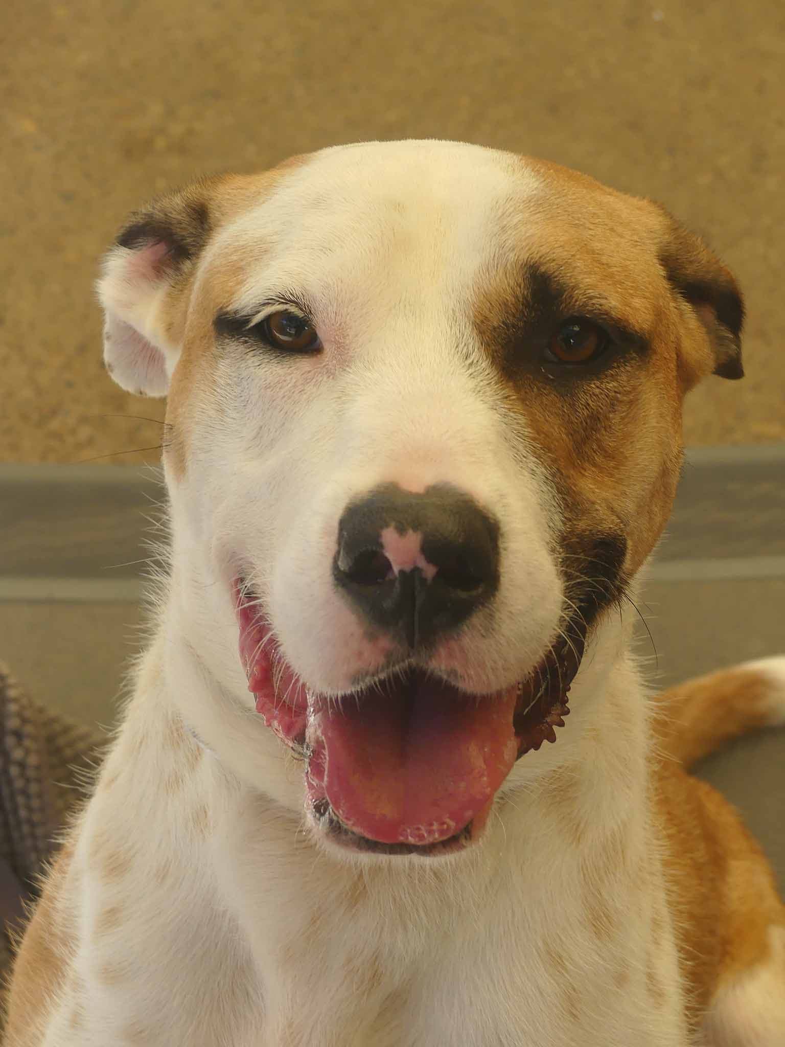 Churro - Kelpie X Wolfhound available for adoption at Monika's Doggie Rescue in Sydney