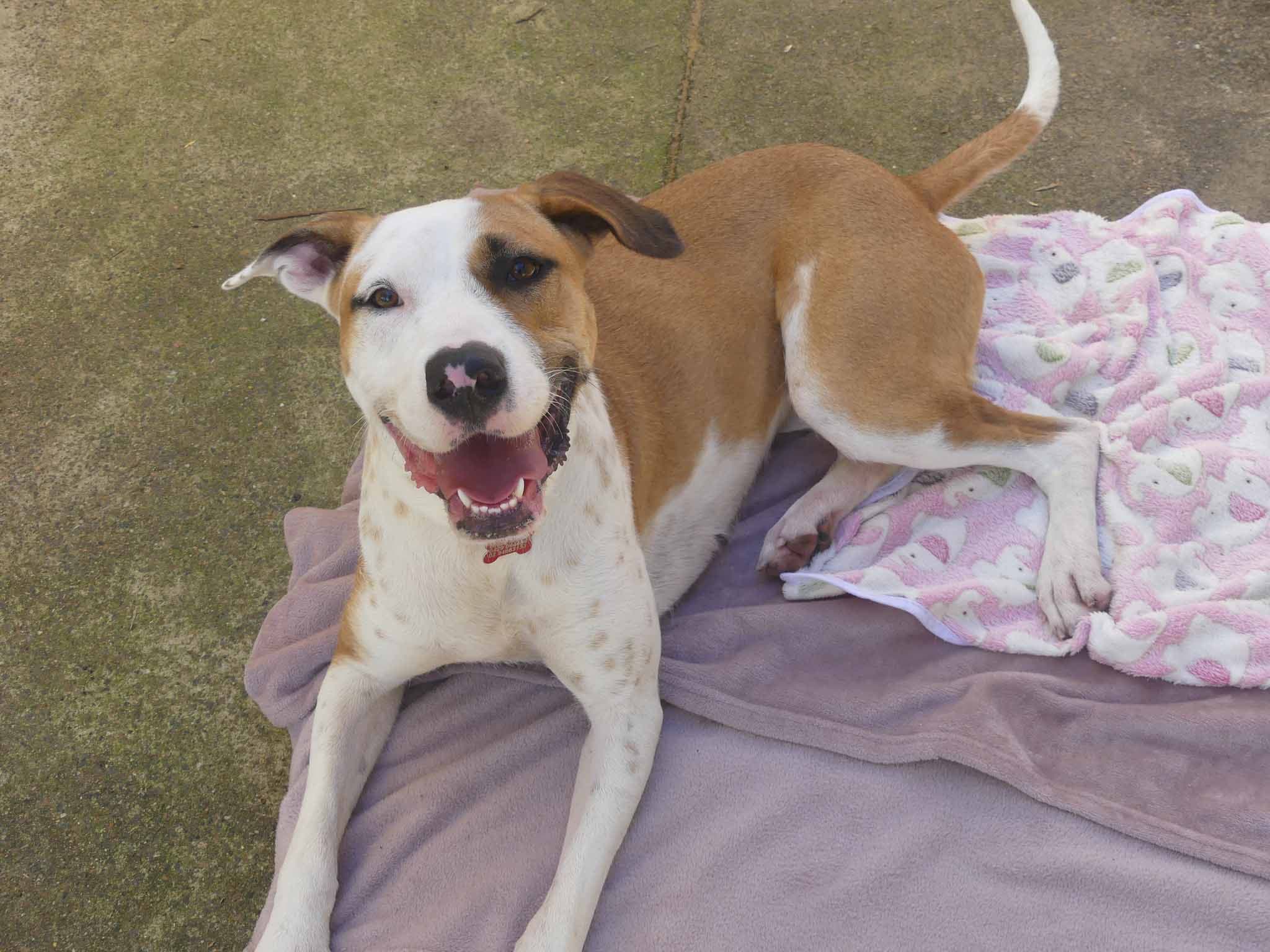 Churro - Wolfhound X available for adoption in Calgary
