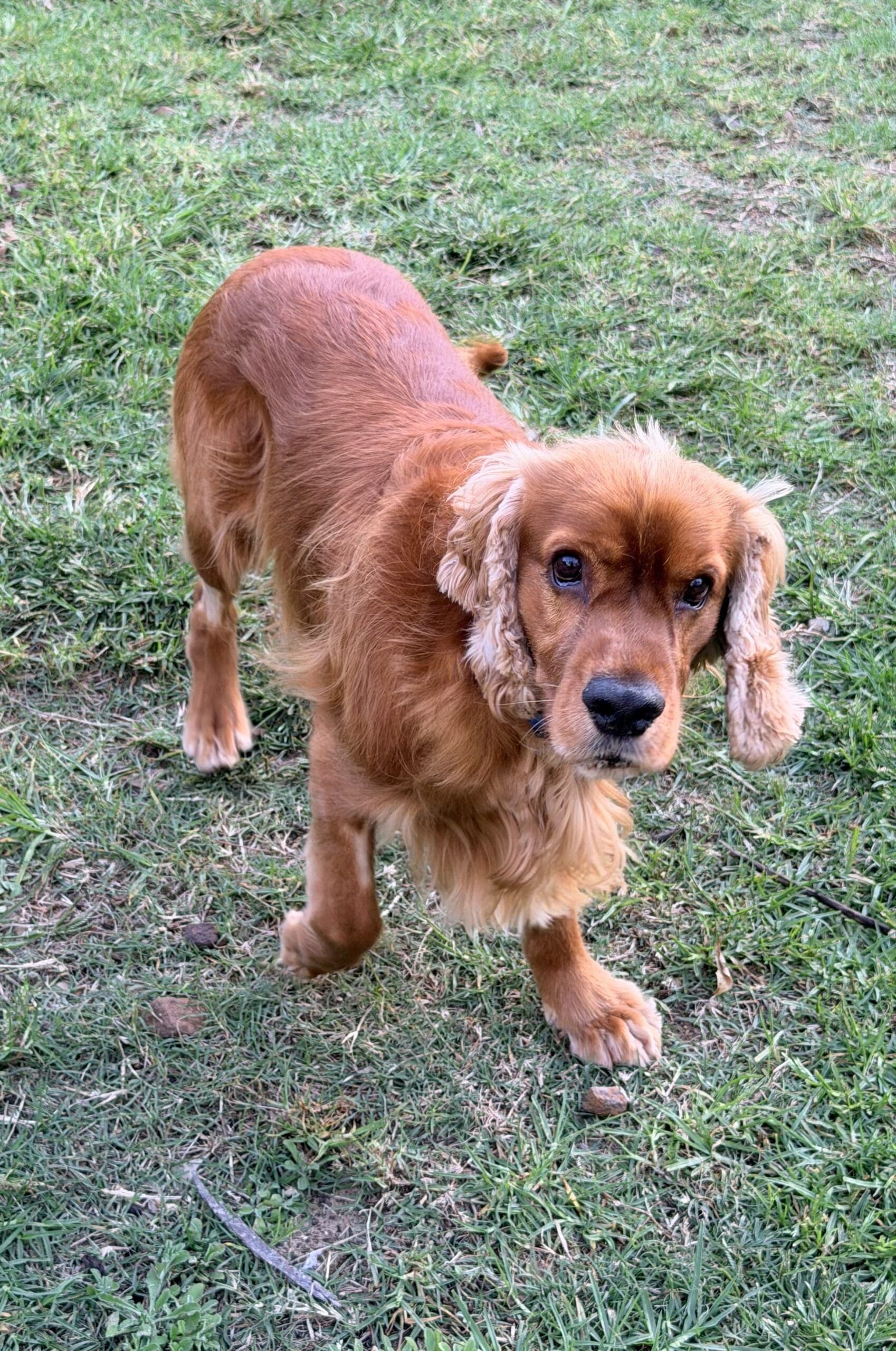 Sailor - Cocker Spaniel X available for adoption in Calgary