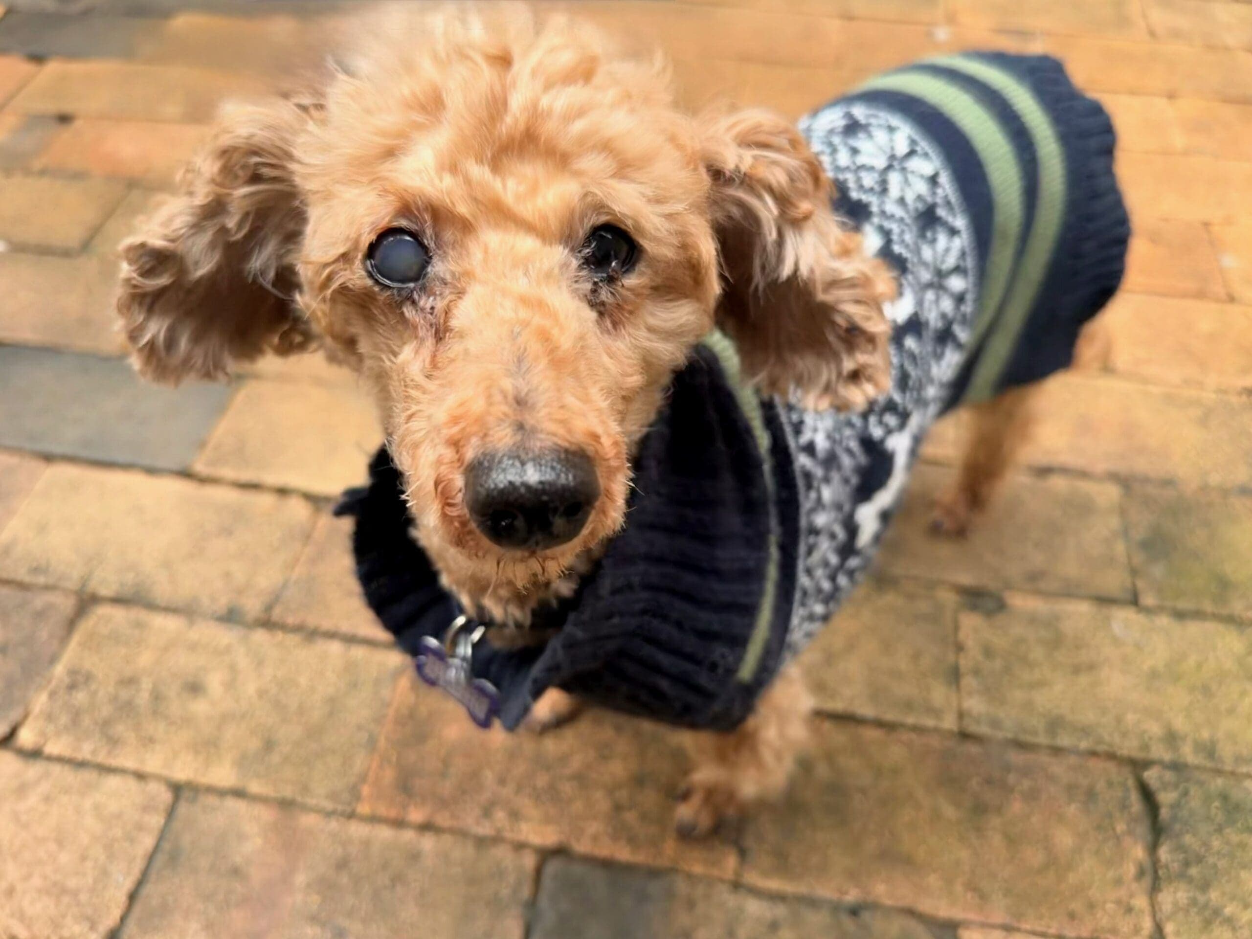 Pepe - Miniature Poodle X available for adoption in Calgary