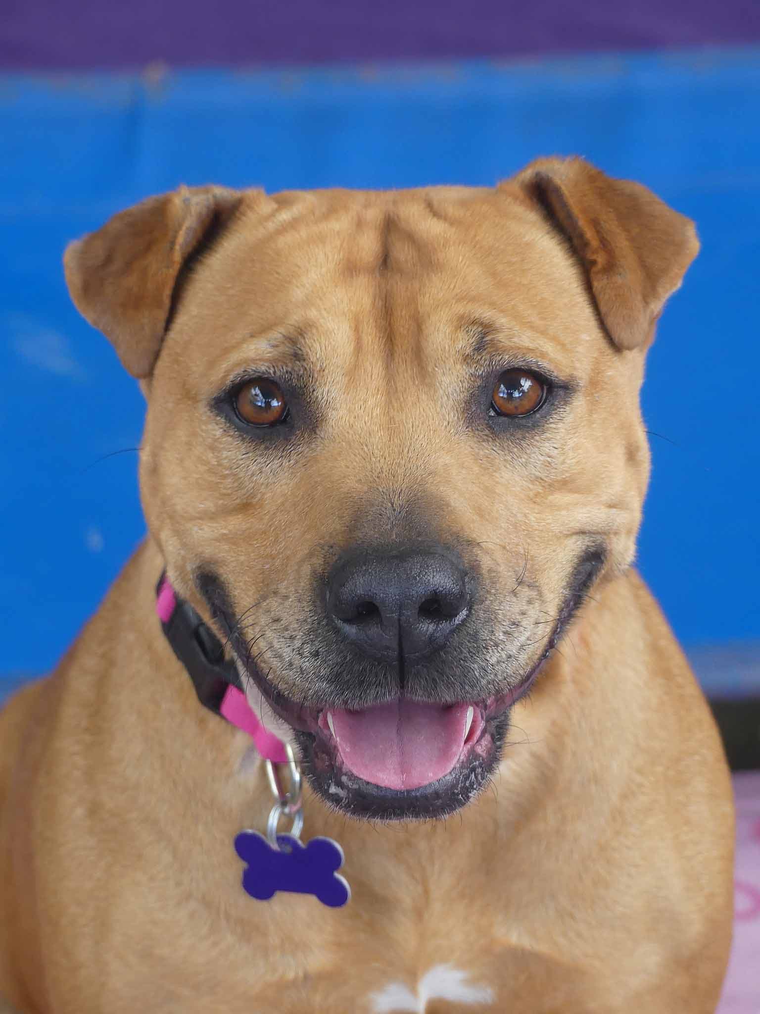 Shakira - Shar Pei X Staffy available for adoption at Monika's Doggie Rescue in Sydney