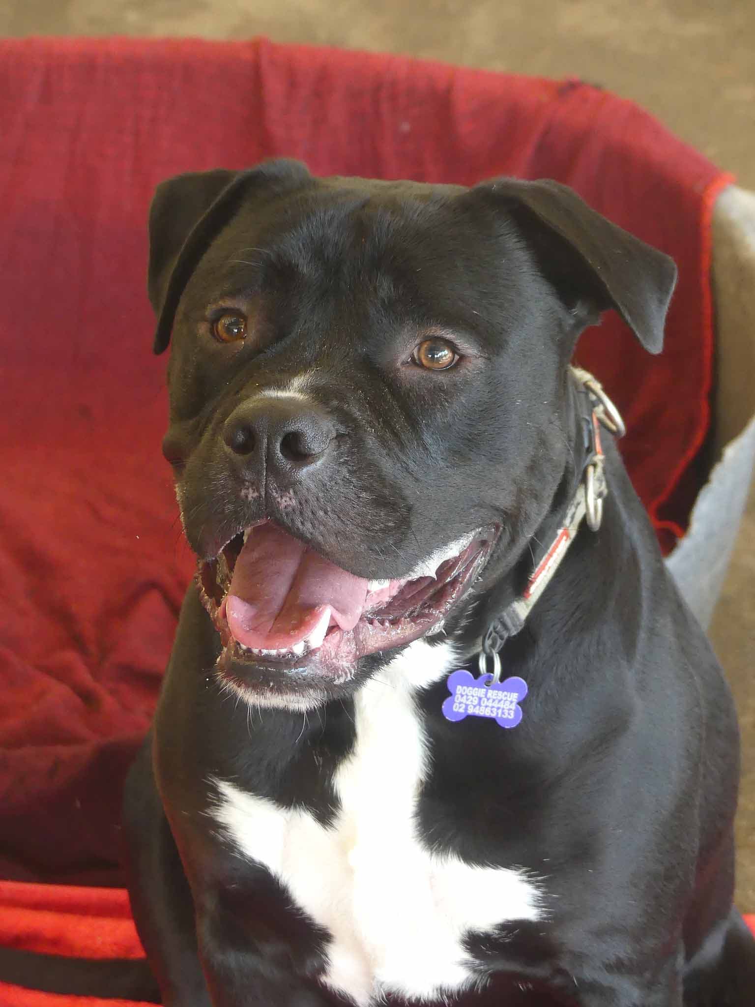 Tonka - Mastiff X available for adoption at Monika's Doggie Rescue in Sydney