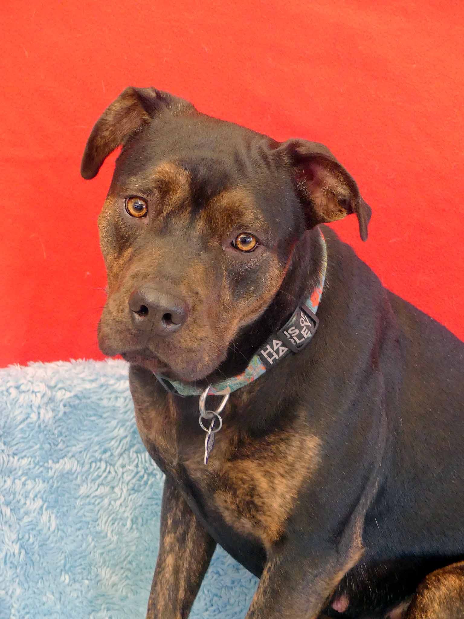 Zephyr - Rottweiler X Staffy available for adoption at Monika's Doggie Rescue in Sydney