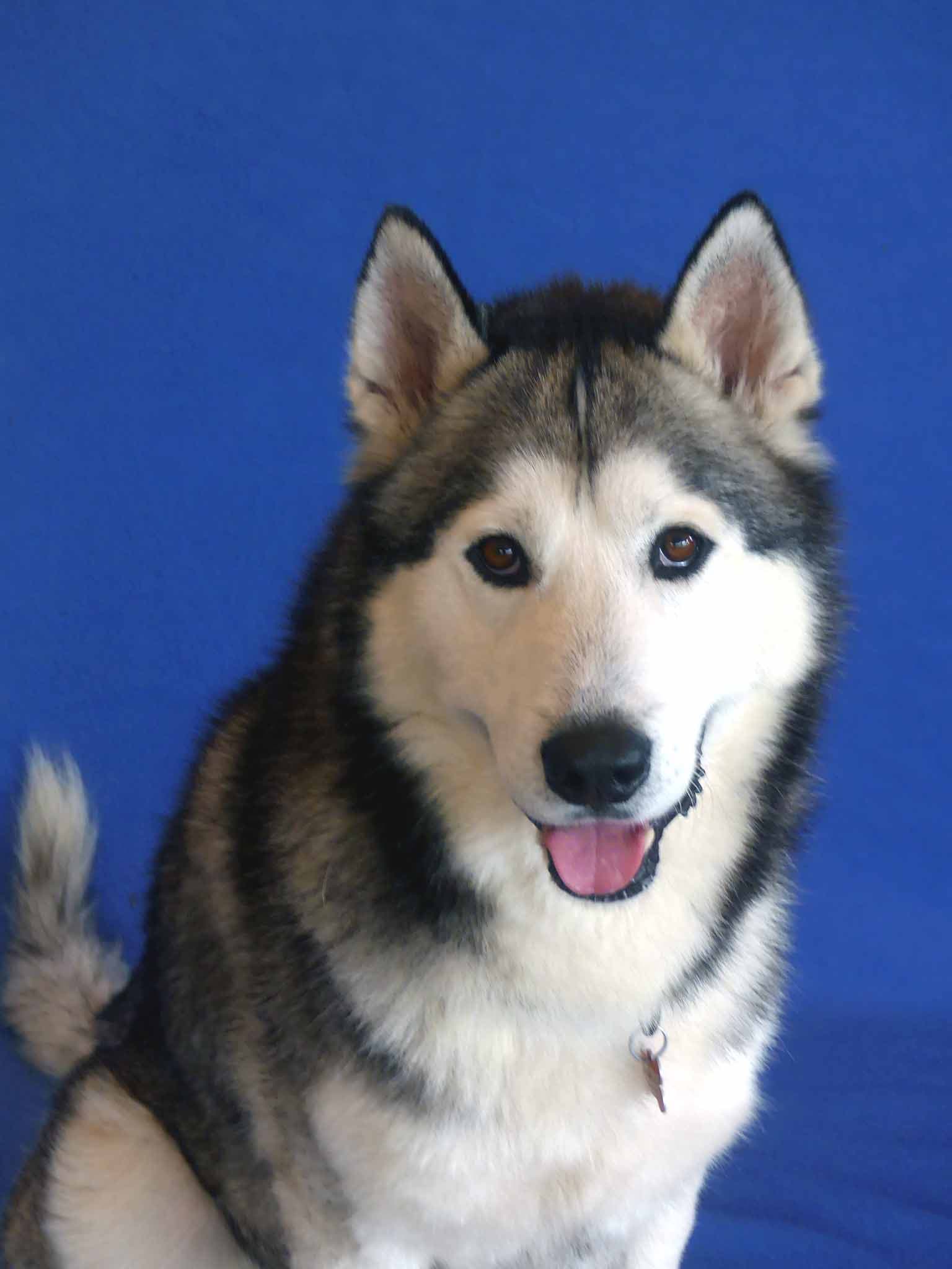 Huckle - Siberian Husky X available for adoption at Monika's Doggie Rescue in Sydney