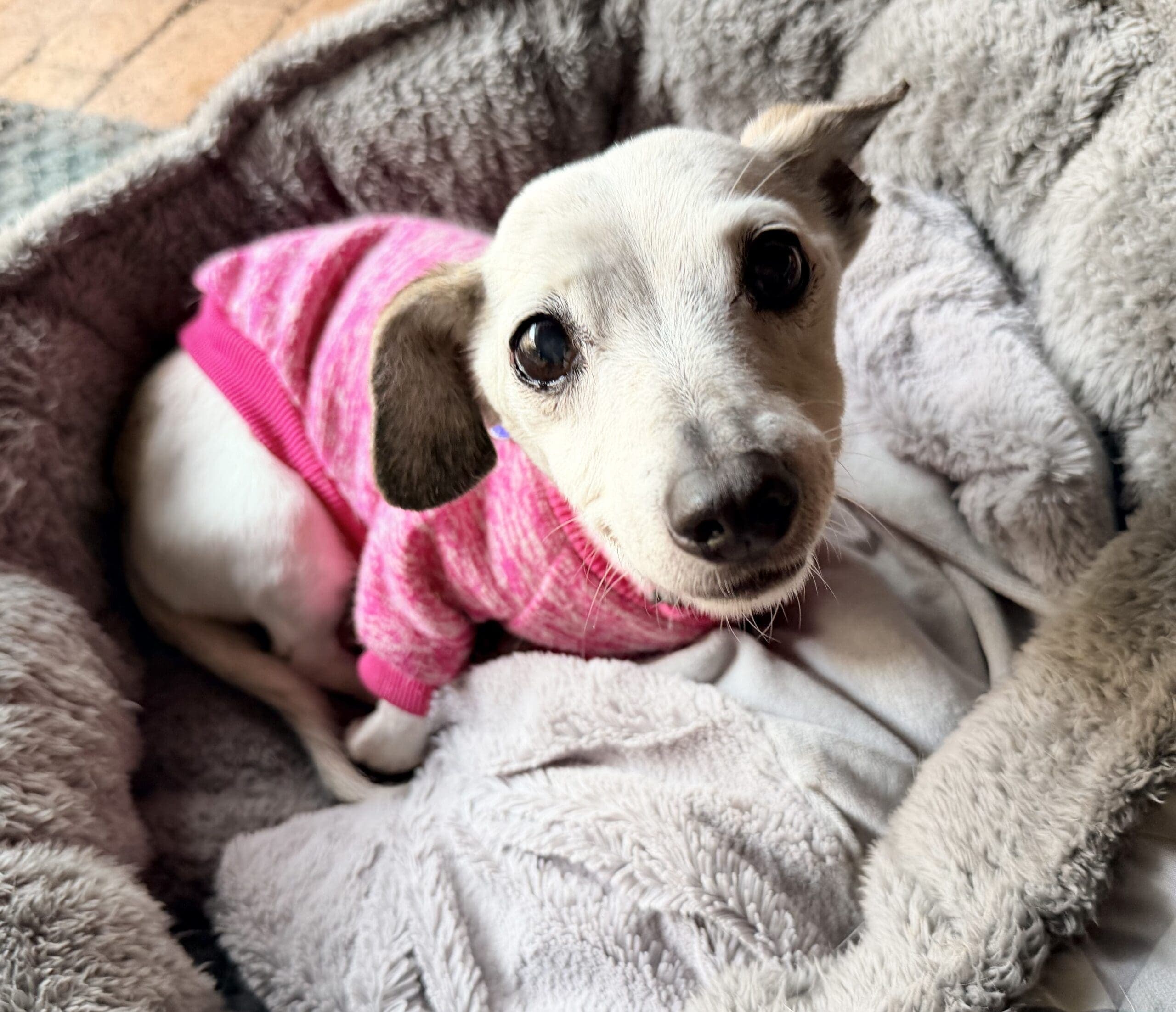 Wendy - Chihuahua X Jack Russell Terrier available for adoption at Monika's Doggie Rescue in Sydney