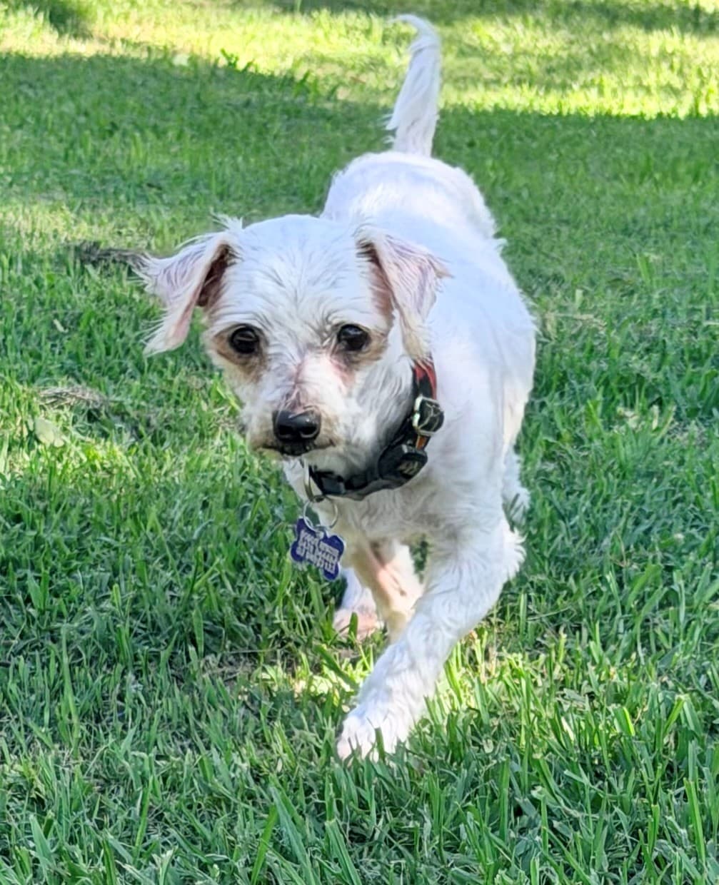 Betty - Maltese X available for adoption at Monika's Doggie Rescue in Sydney