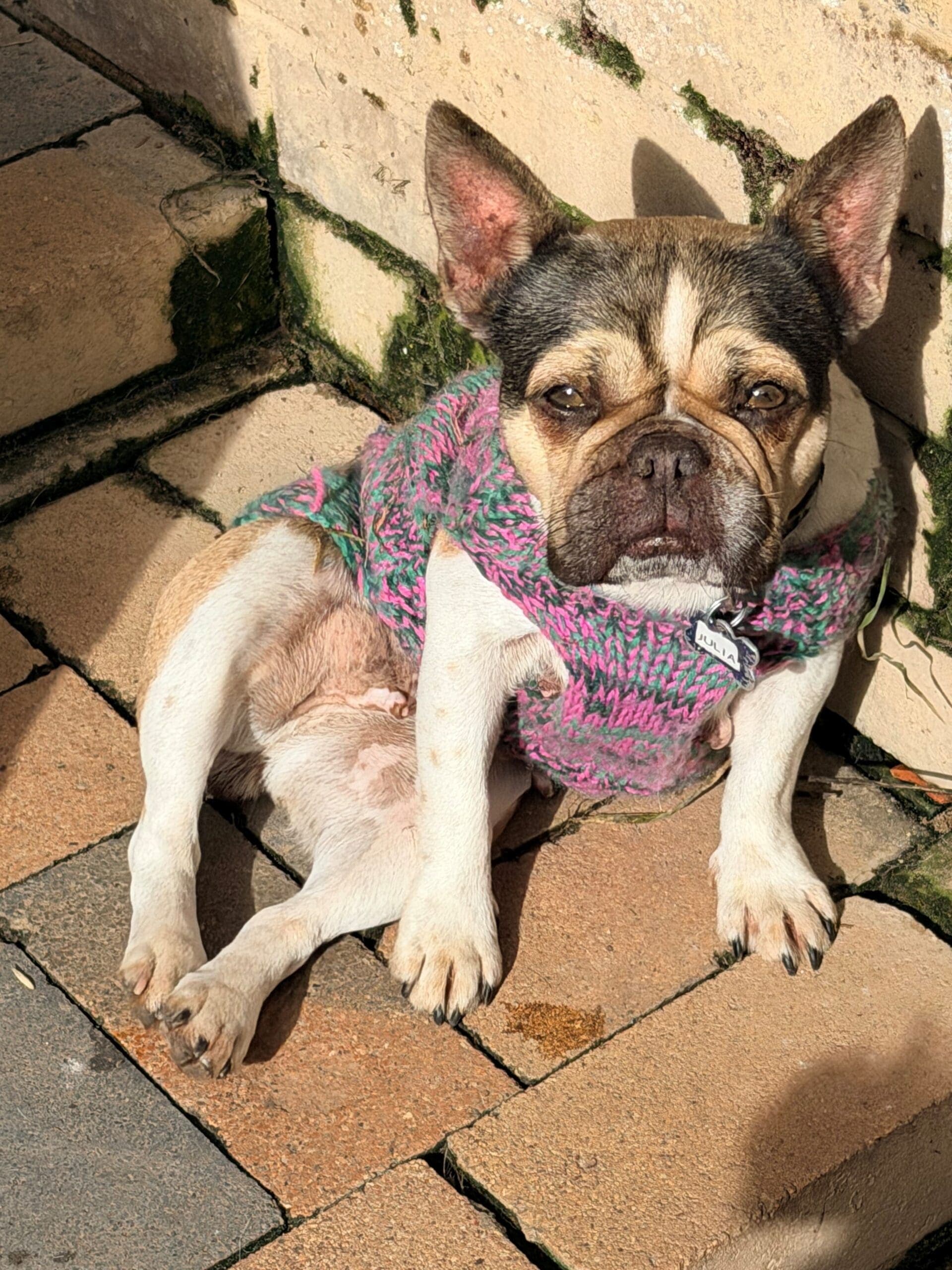 Julia - French Bulldog X available for adoption at Monika's Doggie Rescue in Sydney