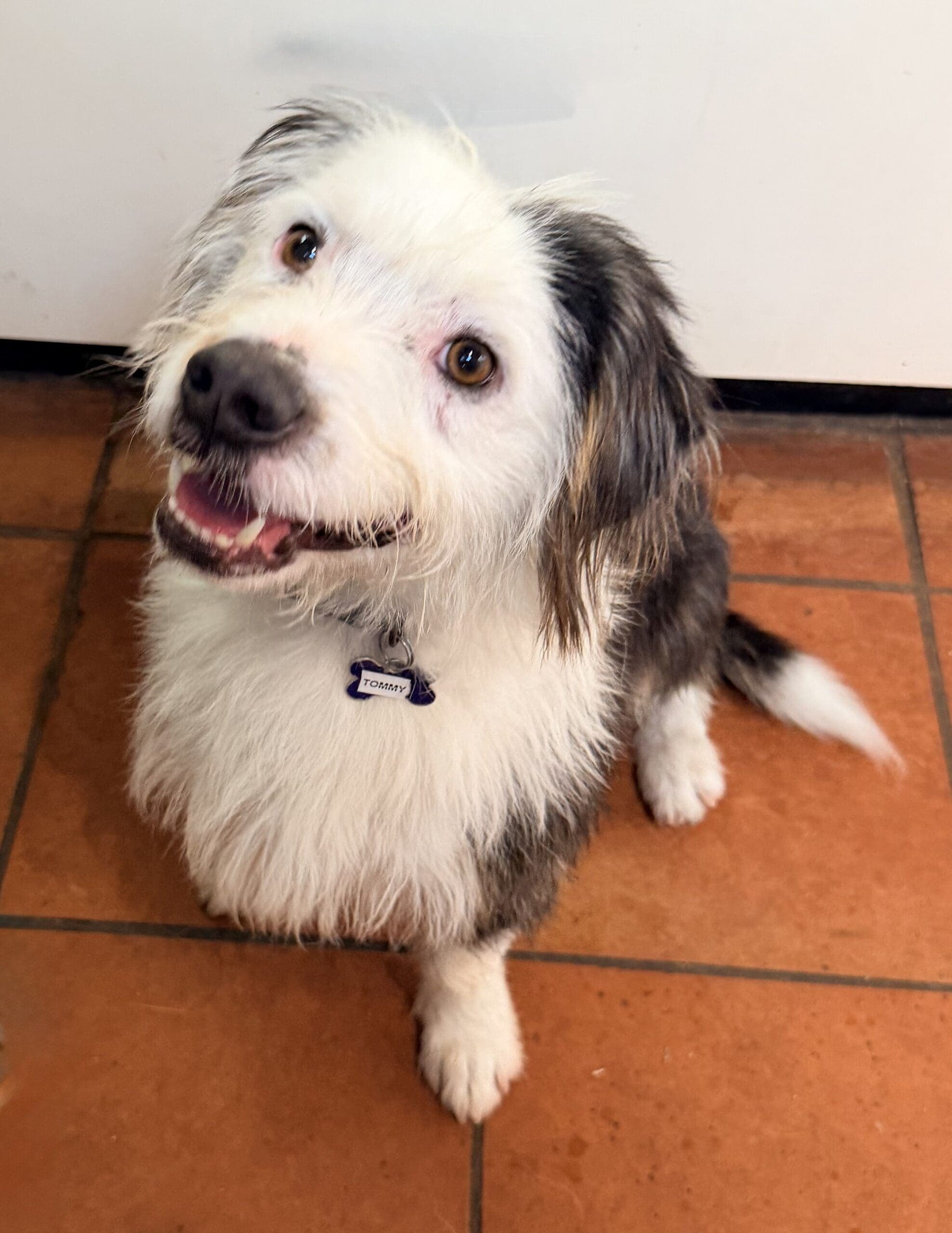 Tommy - Terrier X available for adoption at Monika's Doggie Rescue in Sydney