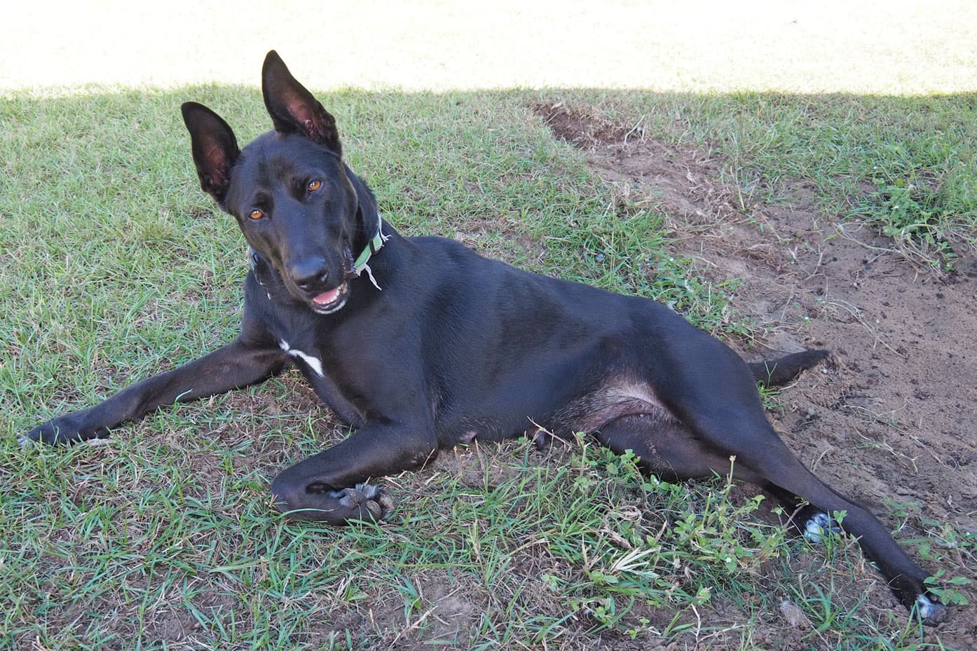 Sasha - German Shepherd Dog / Rhodesian Ridgeback available for adoption in Calgary