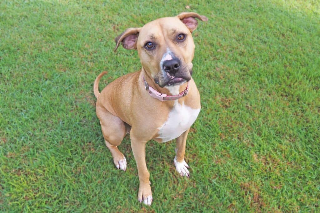 Naomi - Mastiff available for adoption at RSPCA NSW in Sydney