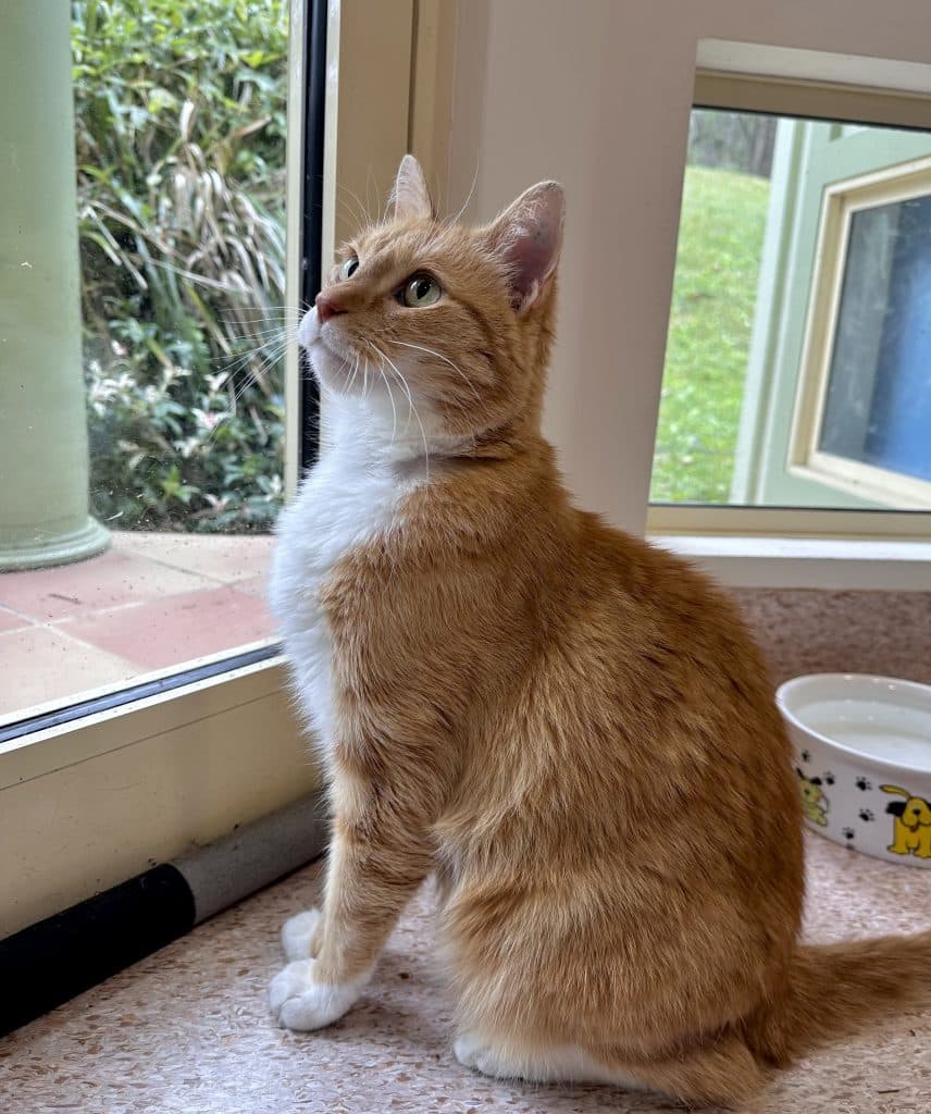 Tiggy - Domestic Short Hair cat available for adoption in Calgary