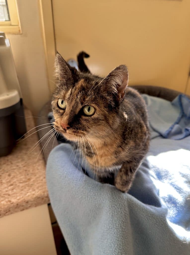 Millie - Domestic Short Hair cat available for adoption at RSPCA NSW in Calgary