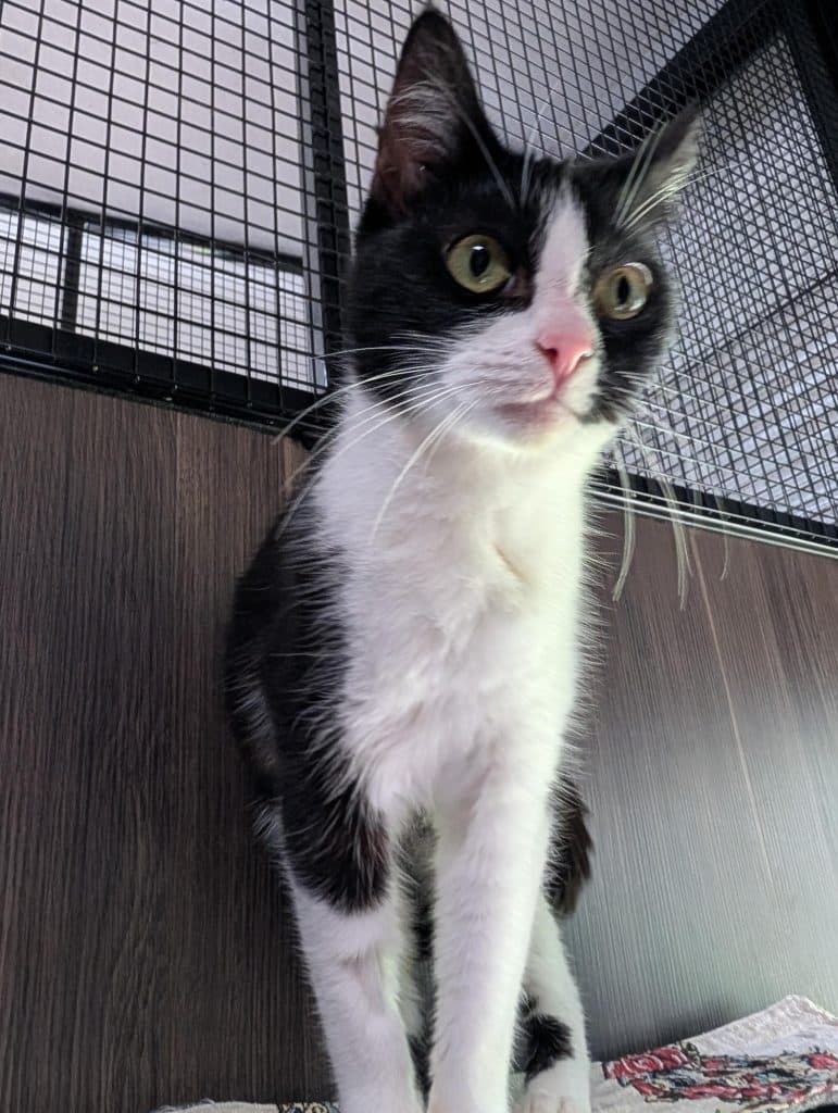 Kimmy - Domestic Short Hair cat available for adoption at RSPCA NSW in Calgary