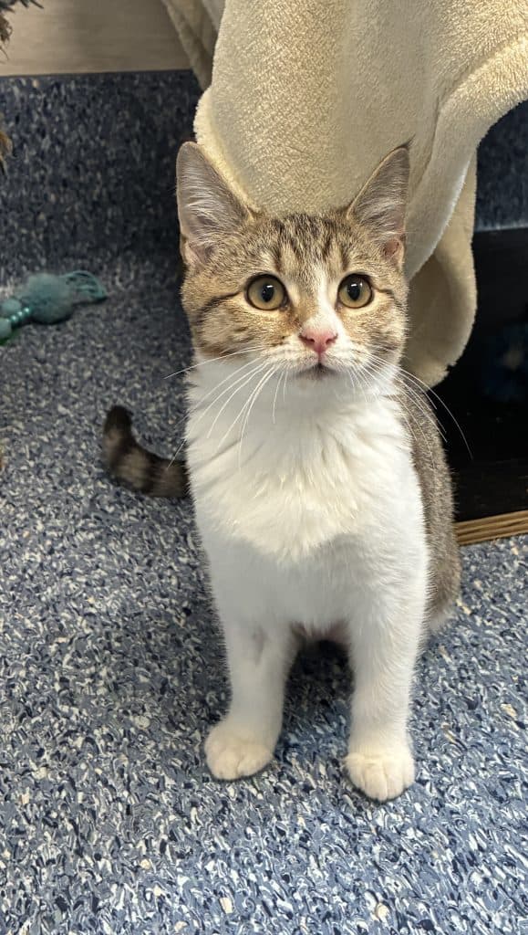 Twinkles - Domestic Short Hair cat available for adoption at RSPCA NSW in Calgary