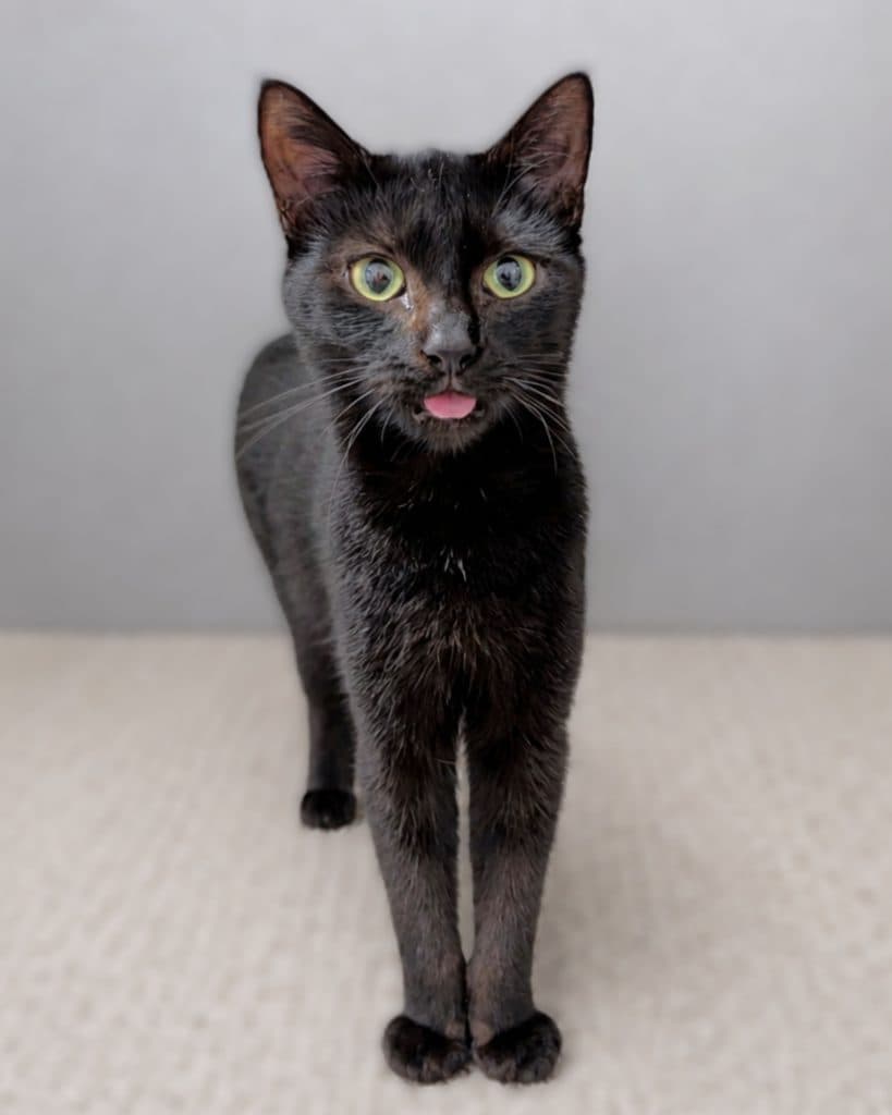 Kiki - Domestic Short Hair cat available for adoption at RSPCA NSW in Calgary