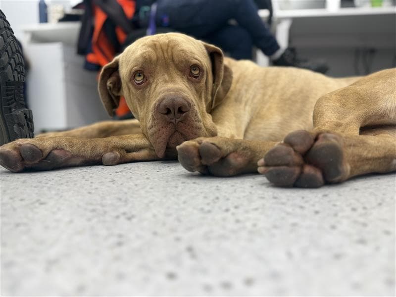 Milo - Neapolitan Mastiff available for adoption at RSPCA NSW in Calgary