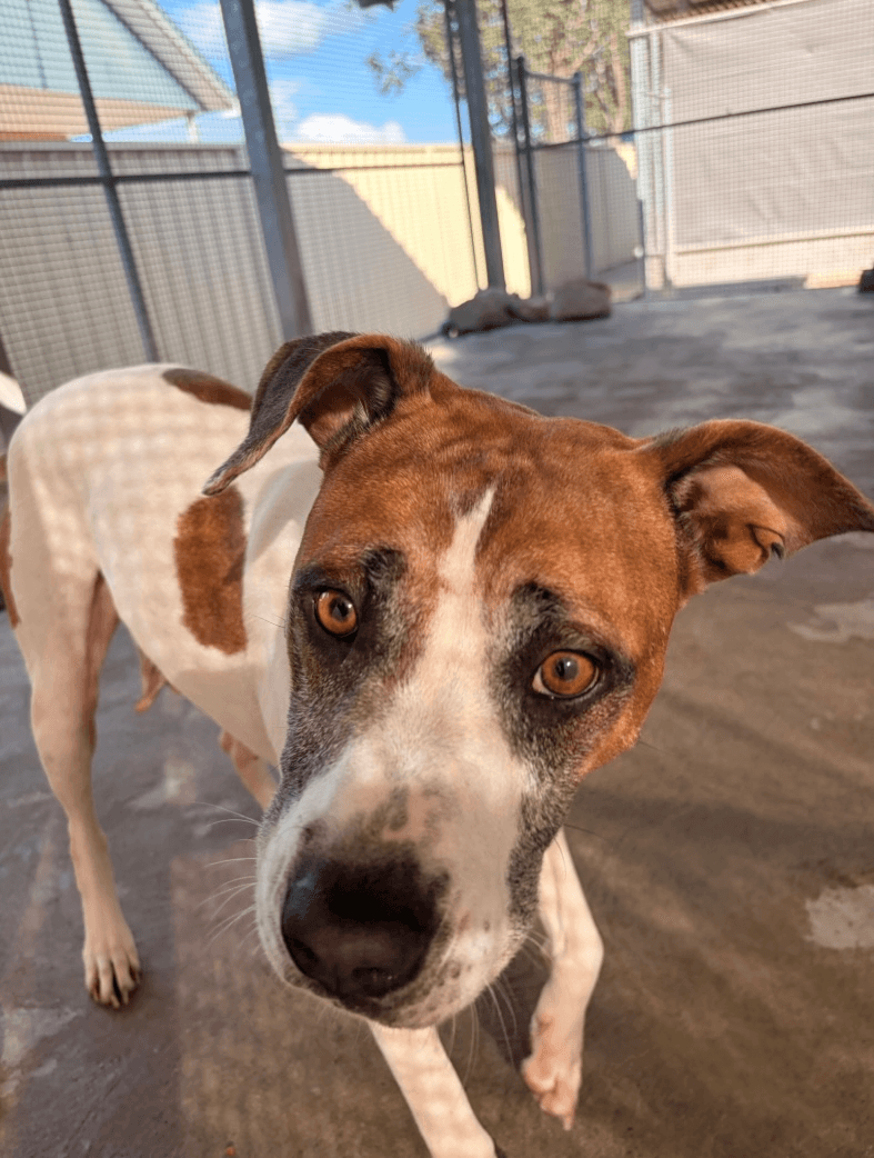 Diva - American Staffordshire Terrier available for adoption in Calgary
