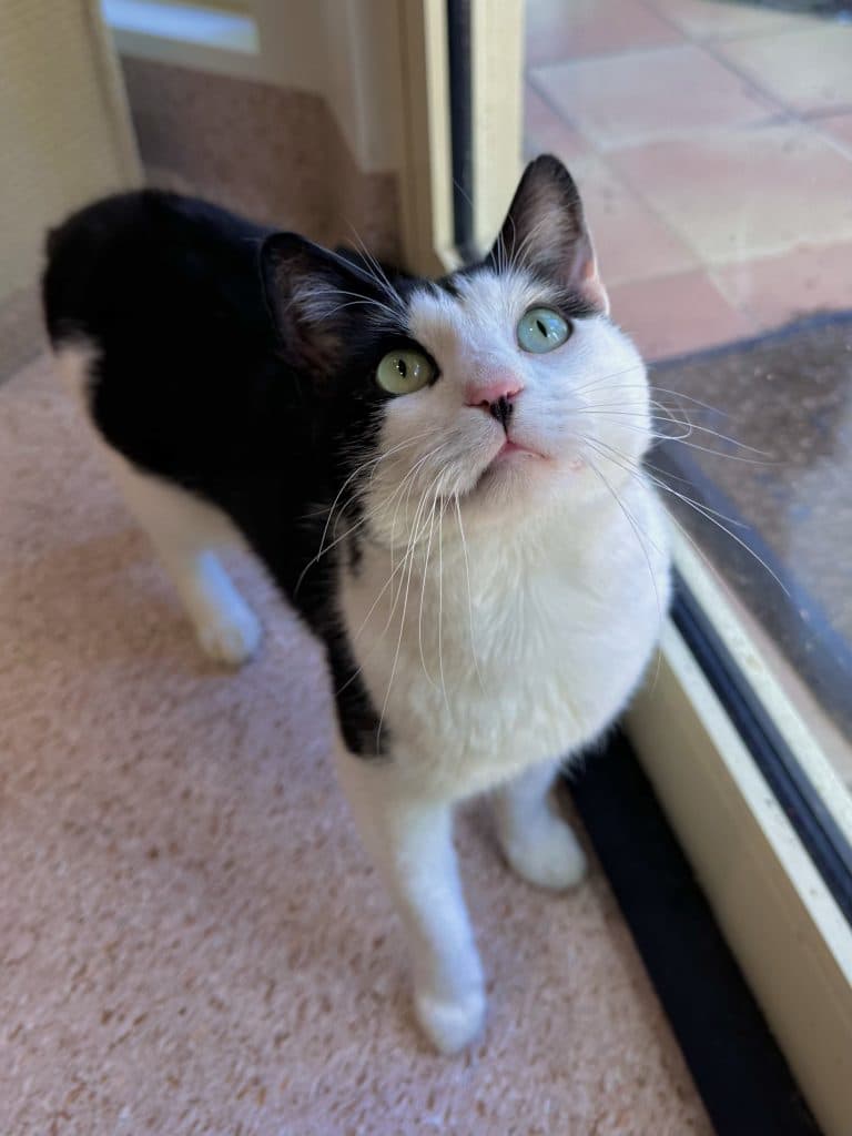 Claude - Domestic Short Hair cat available for adoption at RSPCA NSW in Calgary