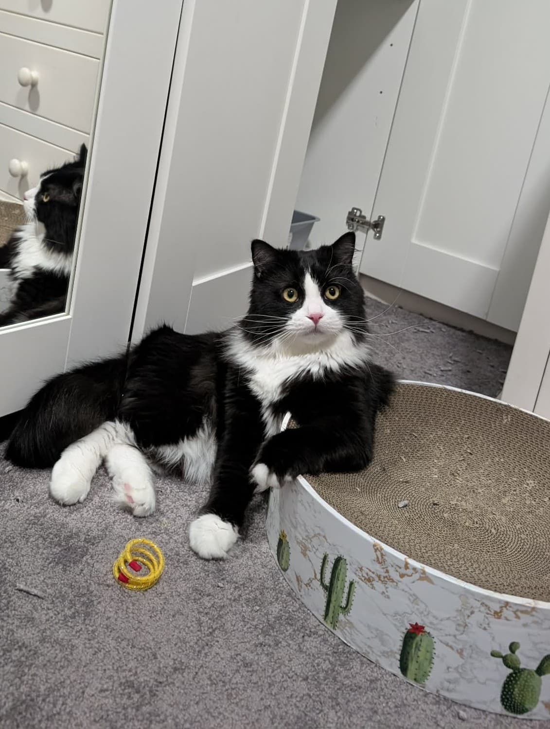 Mordecai - Domestic Medium Hair cat available for adoption at RSPCA NSW in Calgary