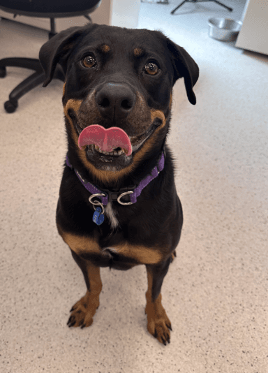 Koala - Rottweiler available for adoption at RSPCA NSW in Calgary