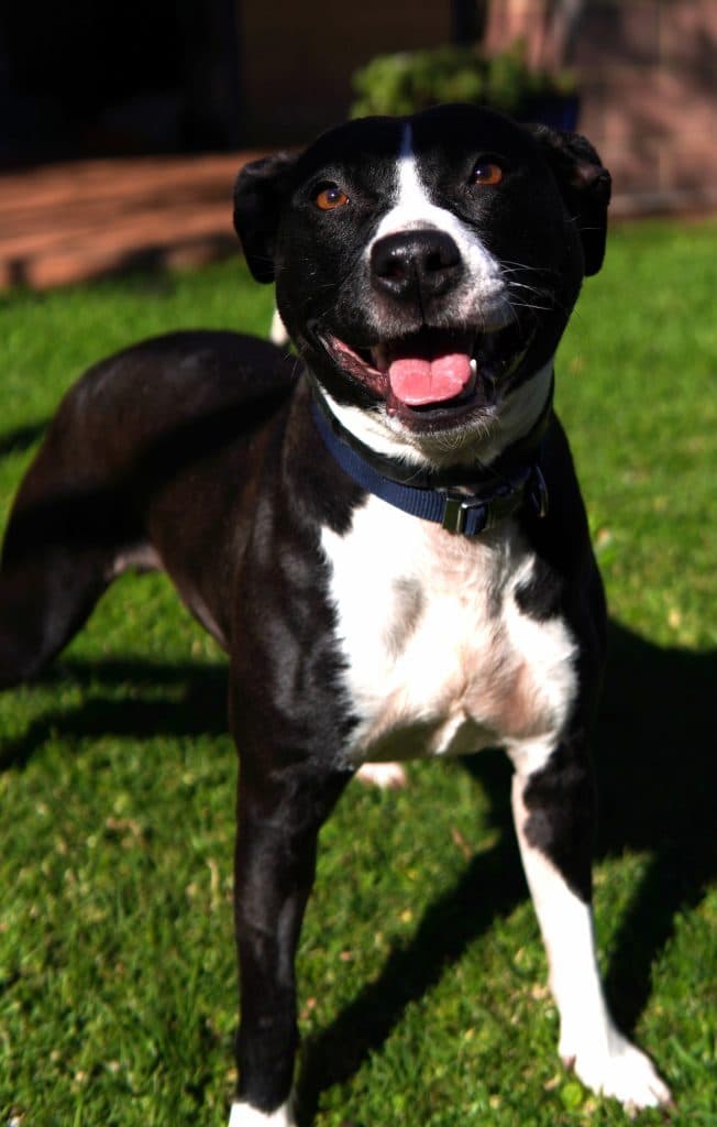 Lexi - American Staffordshire Terrier available for adoption at RSPCA NSW in Sydney