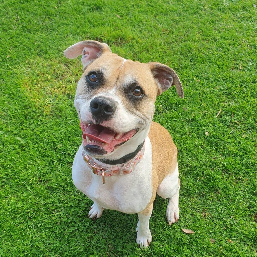 Pudgy - American Bulldog available for adoption at RSPCA NSW in Sydney