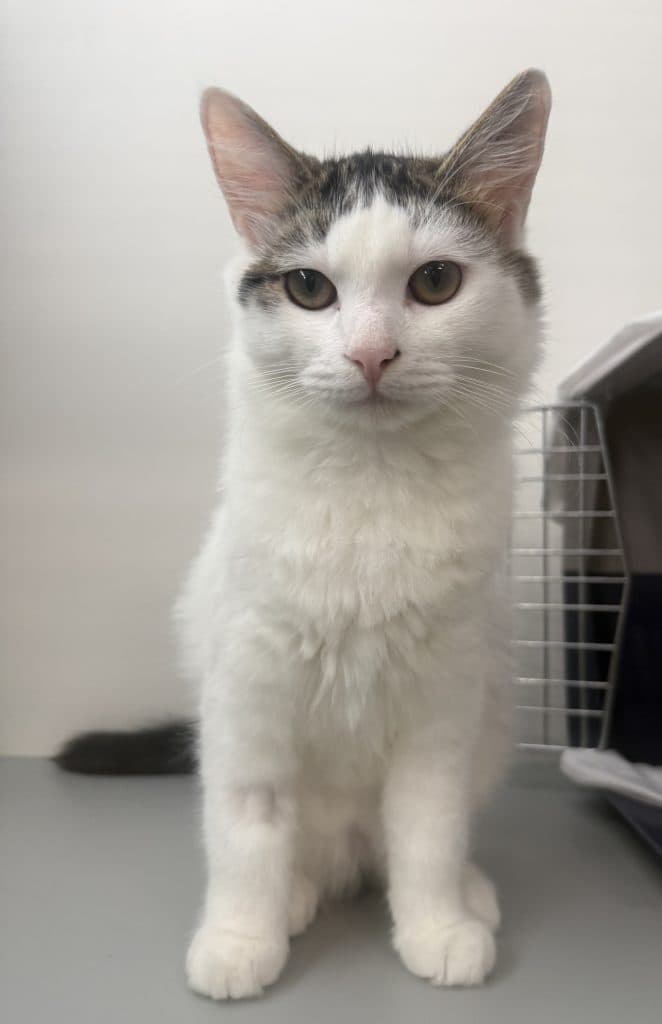 Lucas - Domestic Short Hair cat available for adoption at RSPCA NSW in Calgary