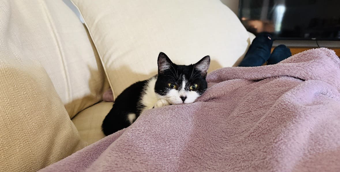Evey - Domestic Short Hair cat available for adoption at RSPCA NSW in Sydney