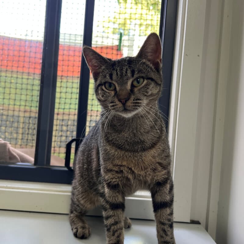Boo - Domestic Short Hair cat available for adoption in Calgary