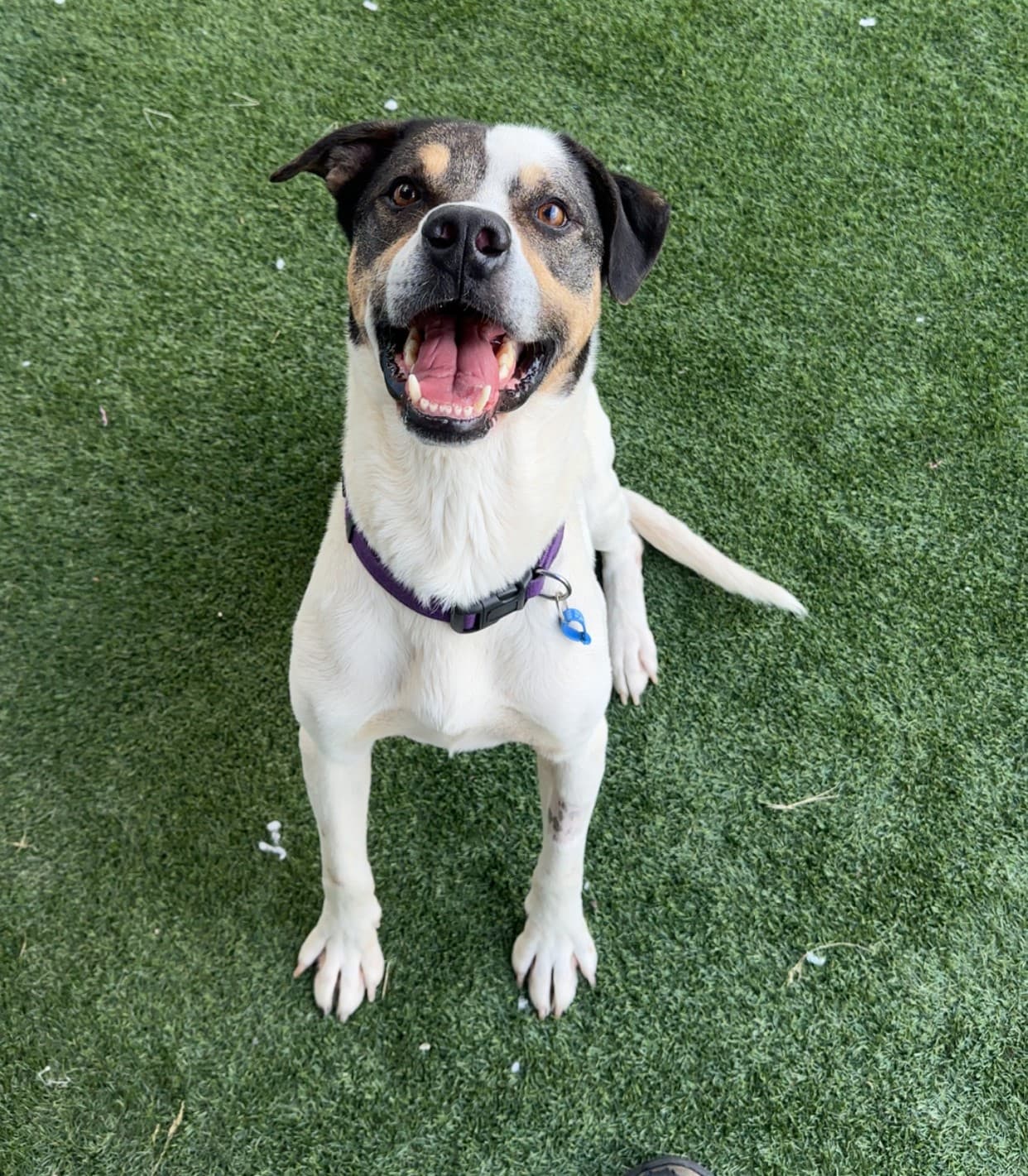 Jokah - Bullmastiff available for adoption at RSPCA NSW in Calgary