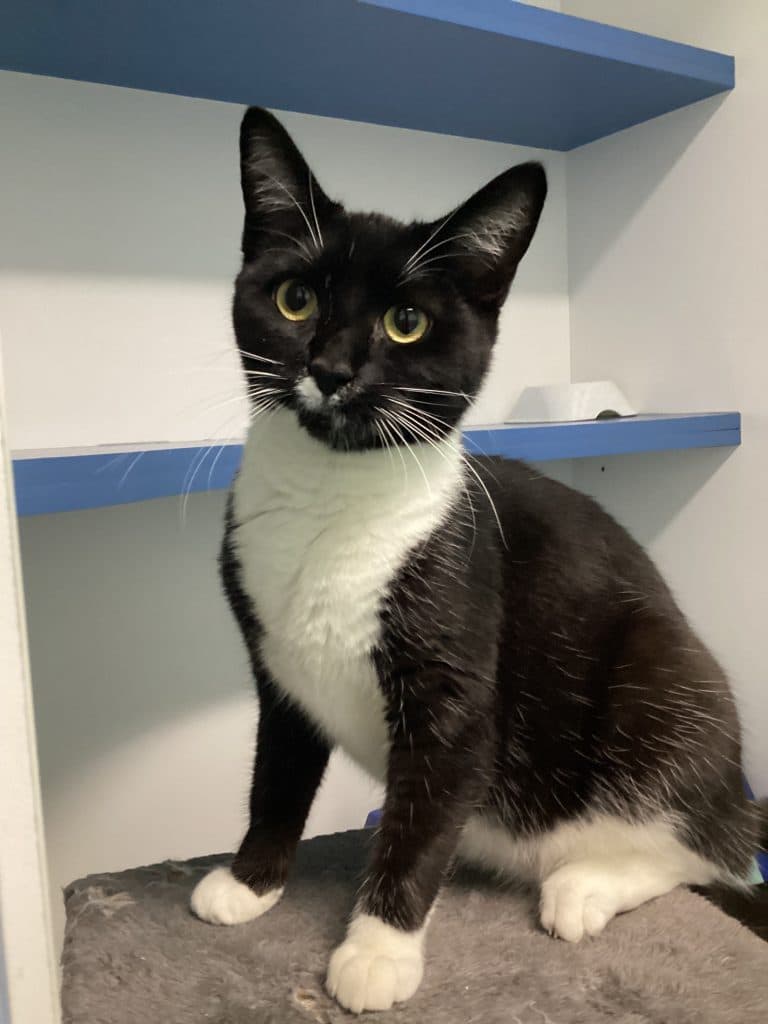 Ini - Domestic Short Hair cat available for adoption at RSPCA NSW in Calgary