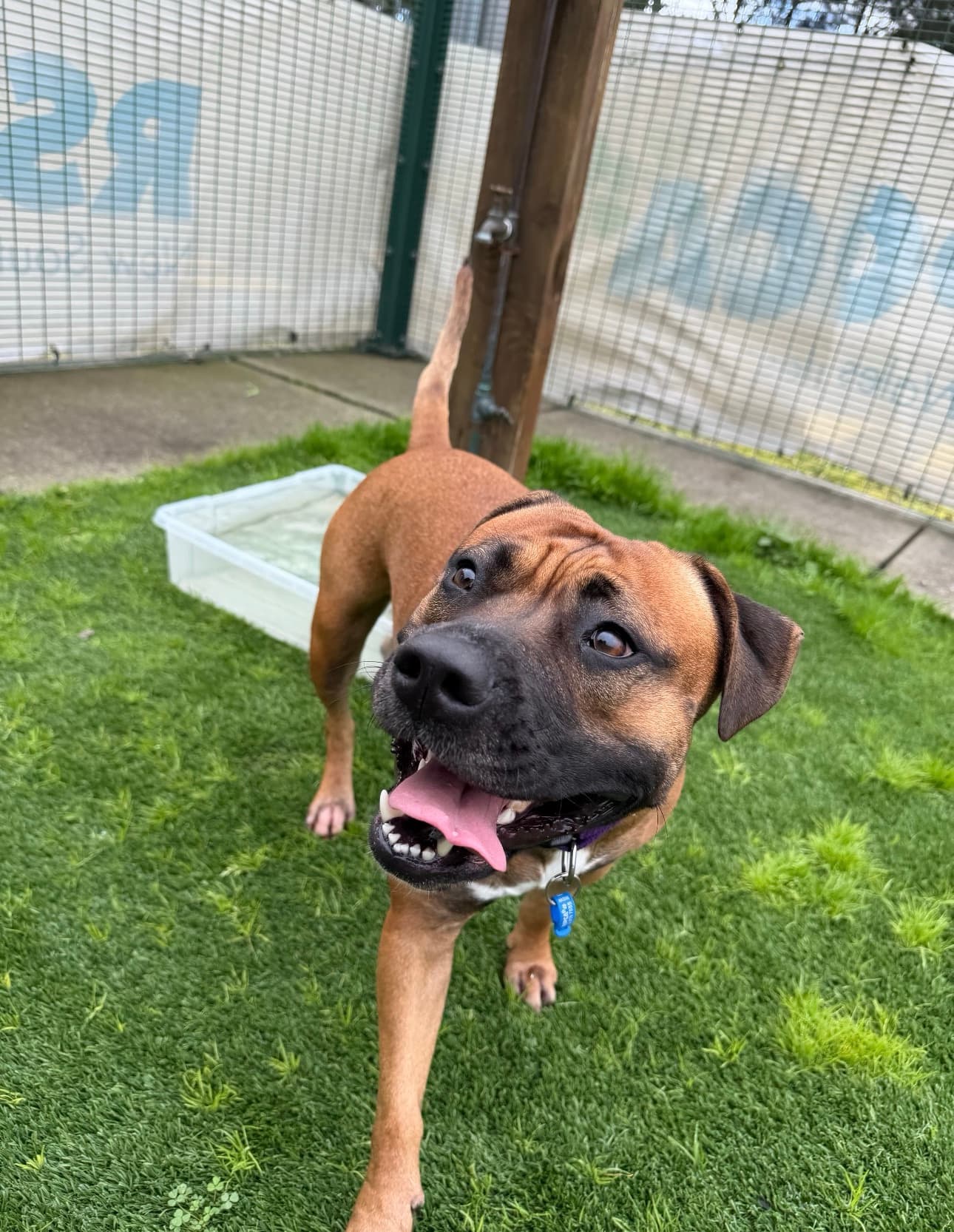Peach - Staffordshire Bull Terrier available for adoption at RSPCA NSW in Sydney
