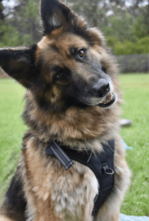 Mishka - German Shepherd Dog available for adoption at RSPCA NSW in Sydney