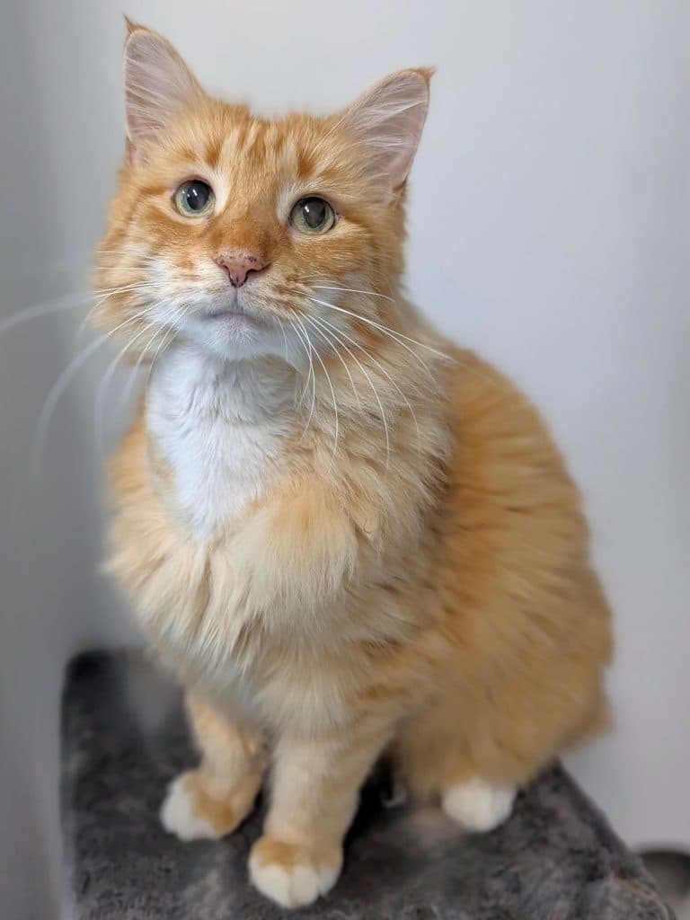Polly Anne - Domestic Medium Hair cat available for adoption at RSPCA NSW in Sydney