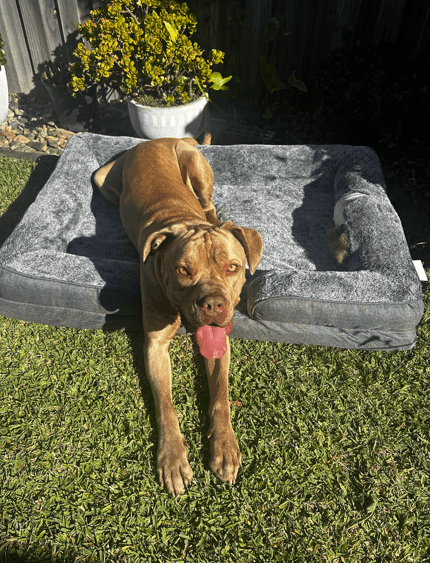 Milo - Neapolitan Mastiff available for adoption at RSPCA NSW in Sydney
