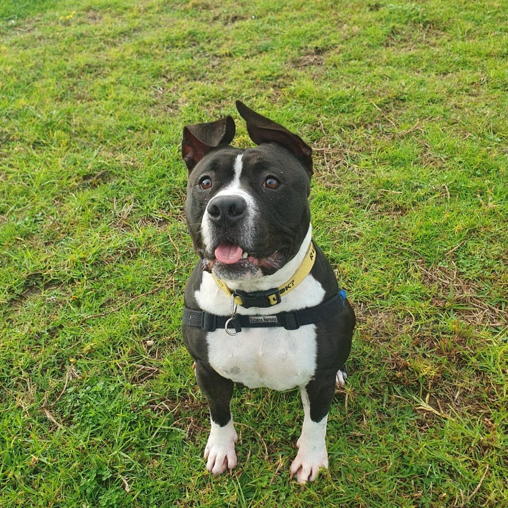Stumpy - American Staffordshire Terrier / British Bulldog available for adoption at RSPCA NSW in Sydney