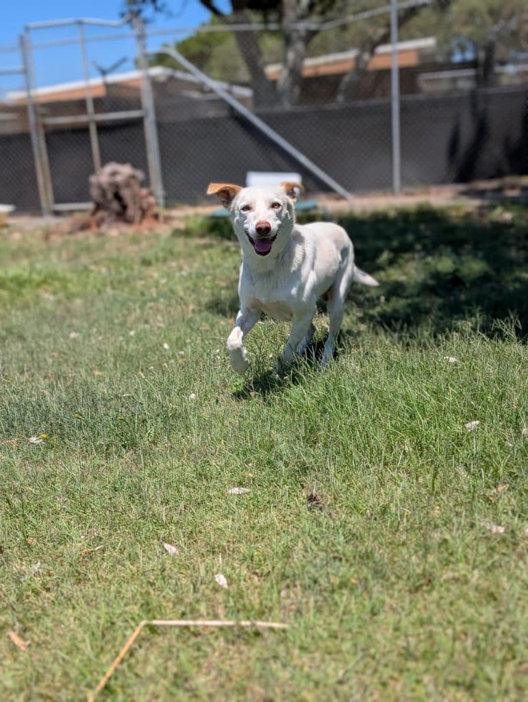 Snowy - Australian Kelpie available for adoption at RSPCA NSW in Calgary