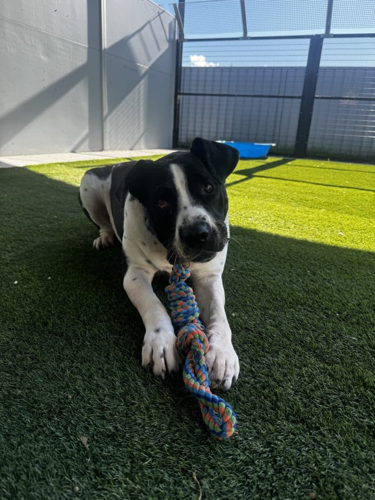 Lacey - Mastiff available for adoption at RSPCA NSW in Sydney