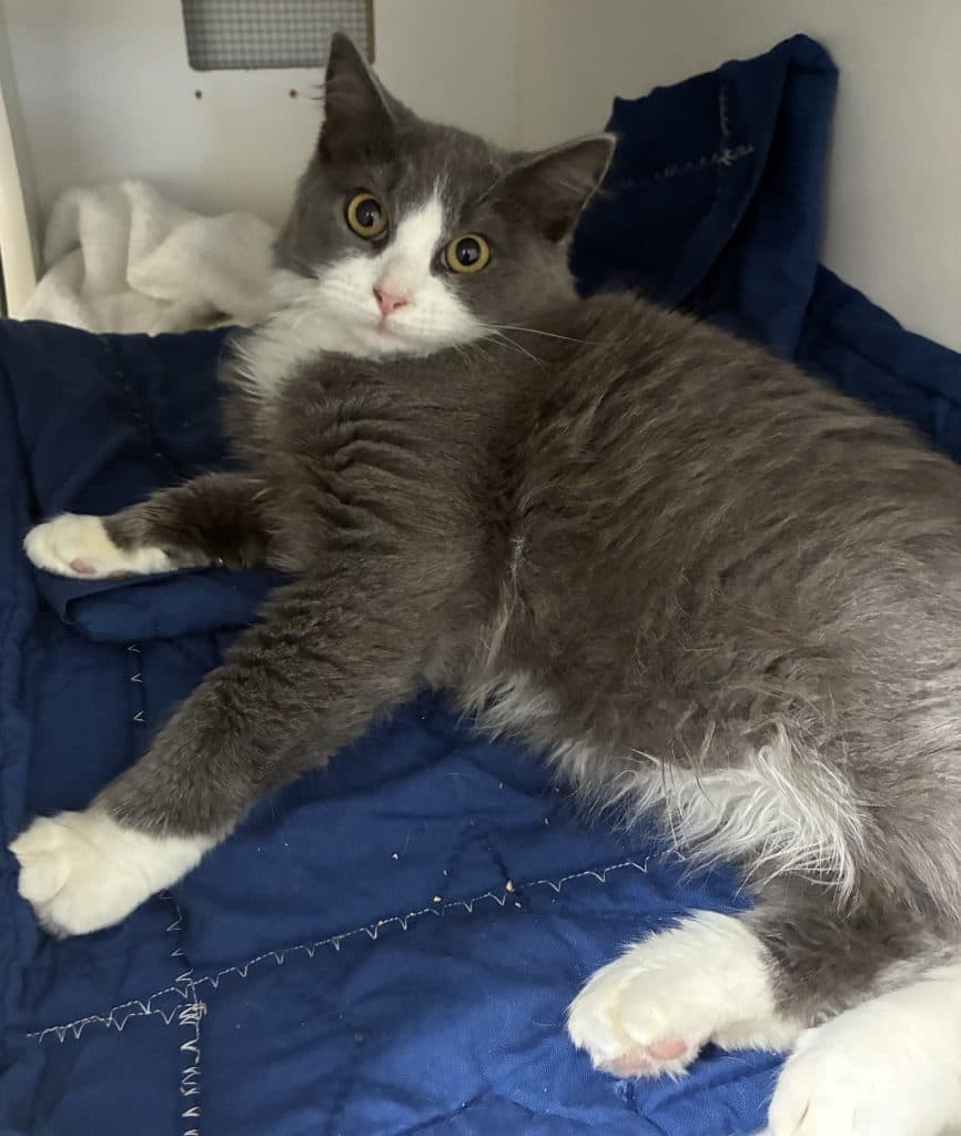 Marlin - Domestic Medium Hair cat available for adoption at RSPCA NSW in Calgary