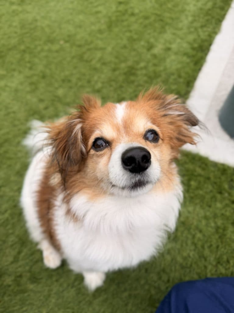 Ashiboy - Jack Russell Terrier (Smooth) / Pomeranian available for adoption at RSPCA NSW in Sydney