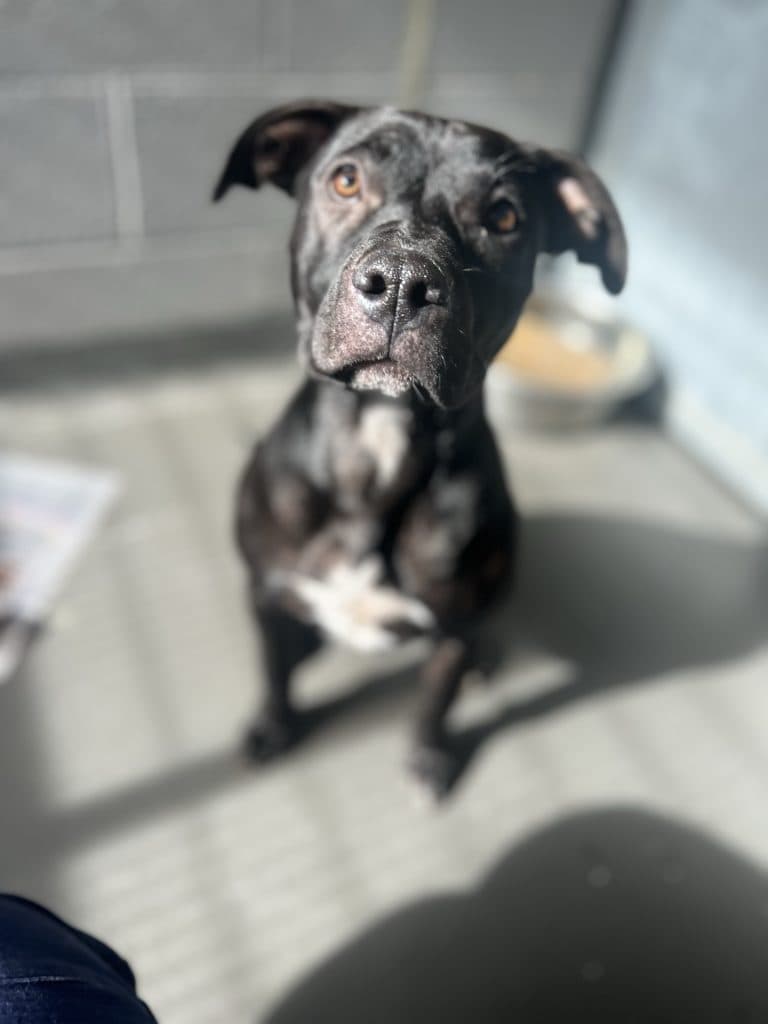 Chloe - Staffordshire Bull Terrier available for adoption at RSPCA NSW in Sydney