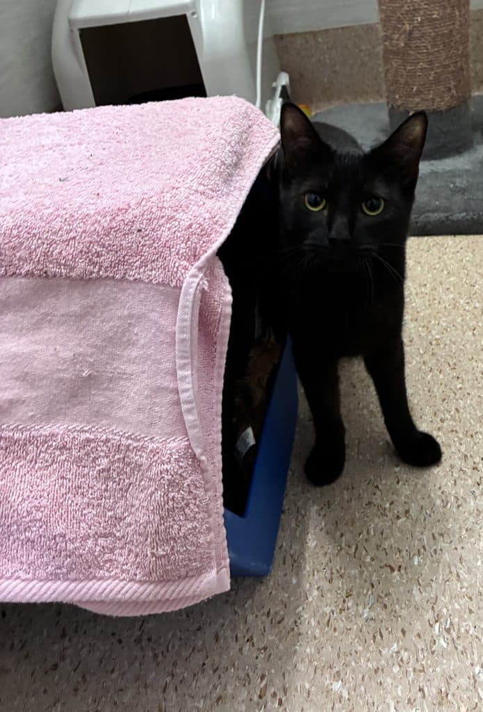 Sir Sesame - Domestic Short Hair cat available for adoption at RSPCA NSW in Calgary