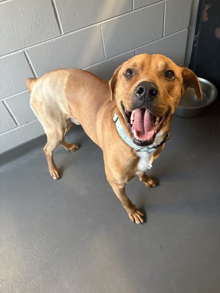 Bruno - Mastiff / American Staffordshire Terrier available for adoption at RSPCA NSW in Sydney