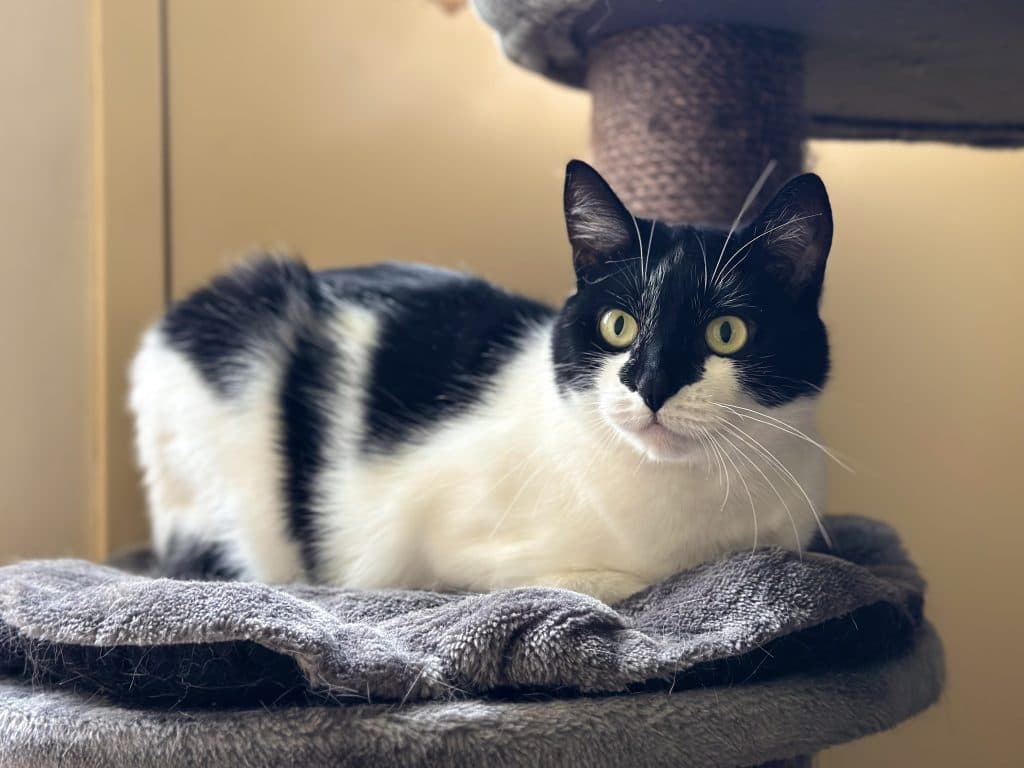 Genie - Domestic Short Hair cat available for adoption at RSPCA NSW in Calgary